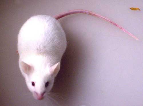 实验动物化之小鼠