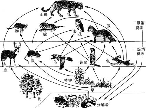一个陆地生态系统的部分食物网（引自孙儒泳等，2002）