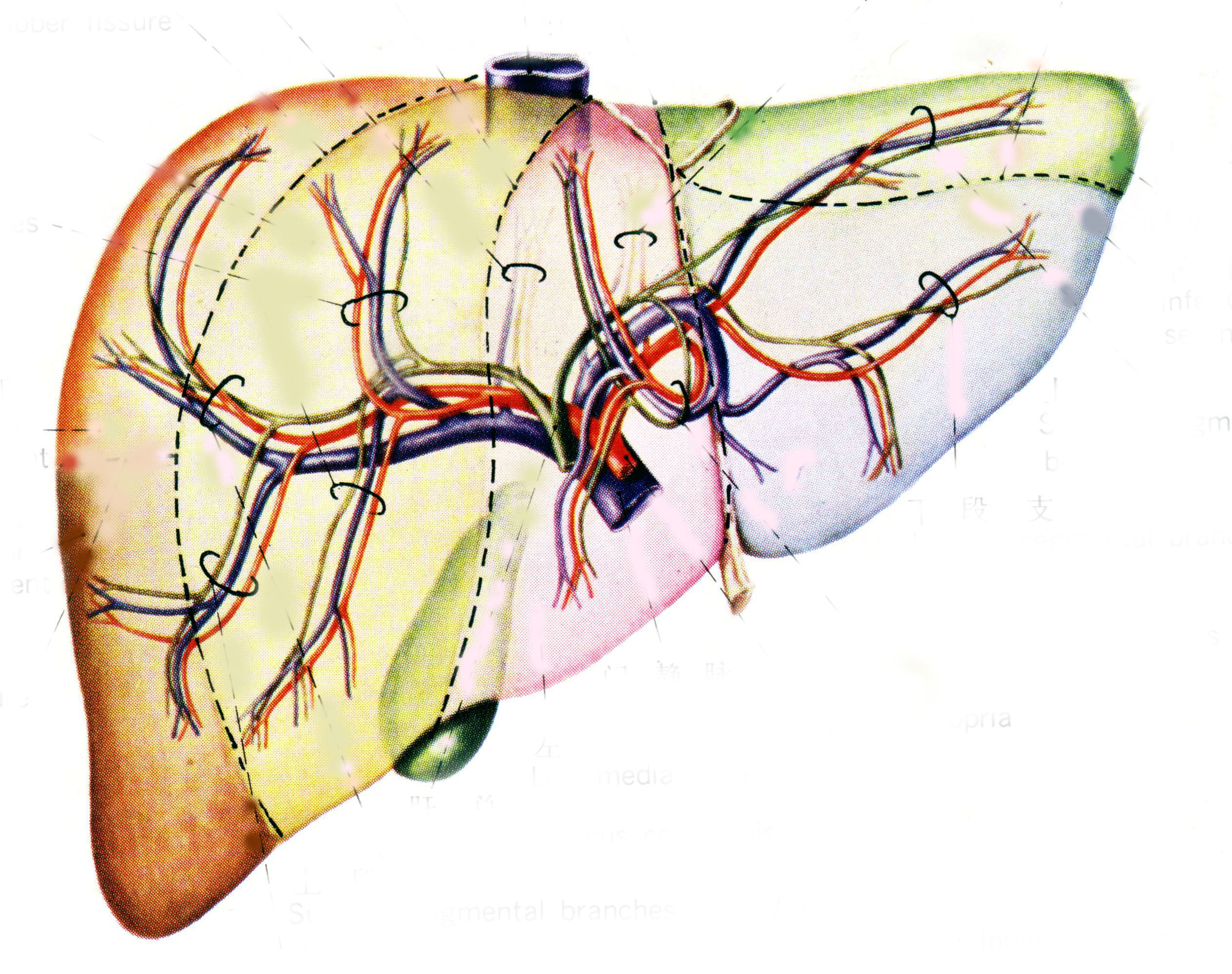 164.输胆管道及开口 (前面观) ※-动态人体解剖-医学