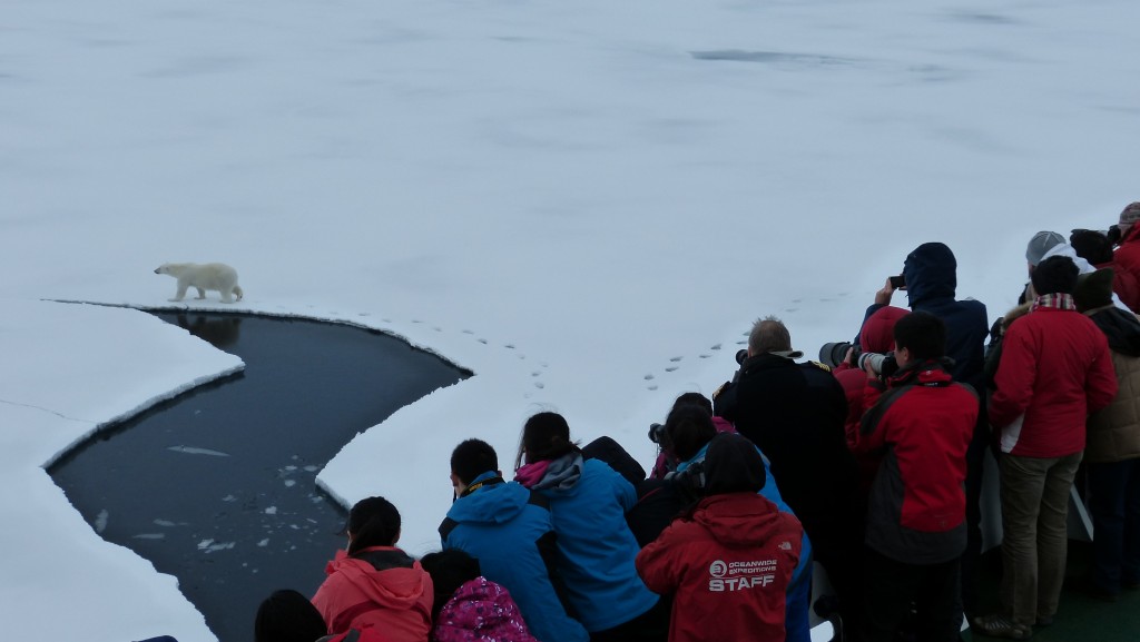 大摇大摆地走在冰面上的熊，人们跟着它跑来跑去为它摄影留念（刘丽摄）
