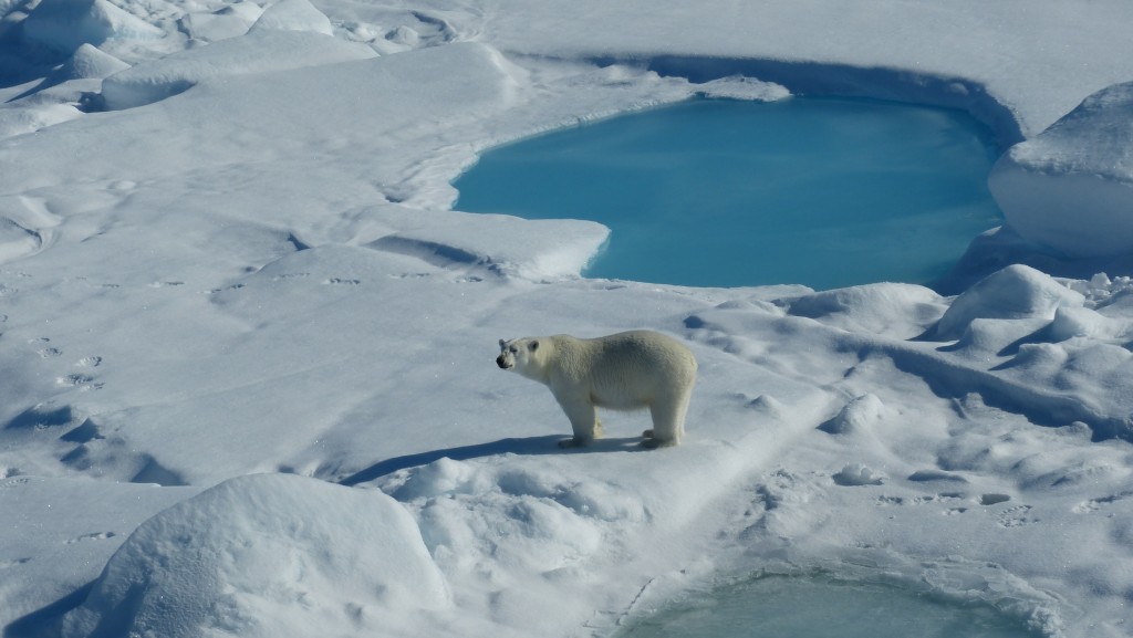 美丽的白熊站在雪白湛蓝的冰面上（刘丽摄）