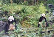 Panda's playground at Wolong Nature Reserve