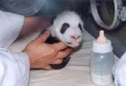 A forty-day-old panda cub
