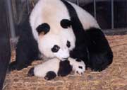 A sixty-day-old panda cub
