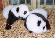 An eighty-day-old panda cub