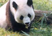A grown-up panda