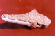 The Mandible of Ailuropoda Milanoleuca Wulishansis 