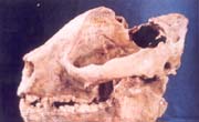 The Cranium Fossil of Ailuropoda Milanoleuea Daconi 