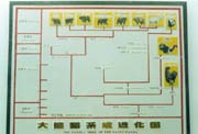 A Picture of Giant Pandas Evolutionary History