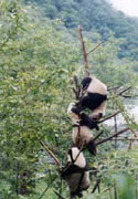  "A Tree-climbing Contest"