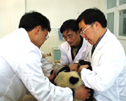 Research fellow Zhang Heming examining a giant panda