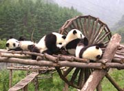 The Giant Panda in semi-enclosure