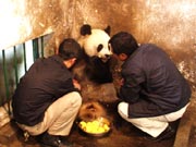 Milking of the giant panda
