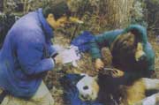 Dr. Xia Le observes an anesthetic wild giant panda and puts a neck-ring-shaped signal sender on him.