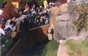 Giant panda in America