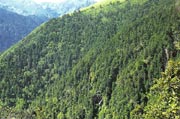 Dengsheng Indigenous Forest