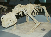 Fossil of the Primal Panda