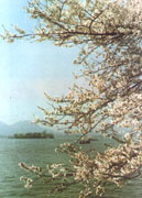 Spring in the West Lake