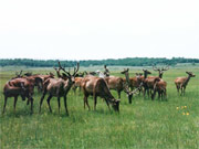 Flocks of deer