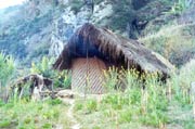 Thatched shed