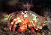 寄居蟹属于冷水种，是黄海较深海底的优势种