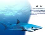 吃人鲨――蓝鲨