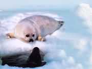 可爱的小海豹斑海豹