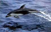 跃出水面的太平洋短吻海豚