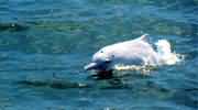 香港水域中的中华白海豚