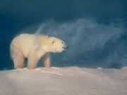 北极熊在冰山上