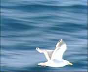 海面上空翱翔的海鸥