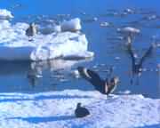 南极浮冰上的贼鸥