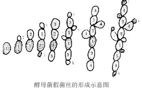 酵母菌假菌丝的形成.1,2,3,4…是出芽的顺序