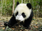 大熊猫活动范围