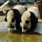 大熊猫喝水