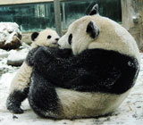 大熊猫成长